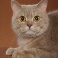 Anahata - British Shorthair Cattery