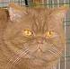 Anahata - British Shorthair Cattery