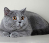 Anahata - British Shorthair Cattery