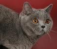 Anahata - British Shorthair Cattery