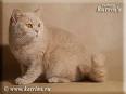 Anahata - British Shorthair Cattery