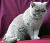 Anahata - British Shorthair Cattery