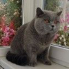 Anahata - British Shorthair Cattery