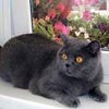 Anahata - British Shorthair Cattery