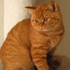 Anahata - British Shorthair Cattery
