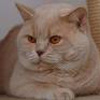 Anahata - British Shorthair Cattery