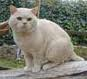 Anahata - British Shorthair Cattery