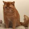 Anahata - British Shorthair Cattery