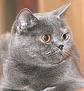 Anahata - British Shorthair Cattery