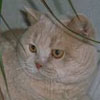 Anahata - British Shorthair Cattery