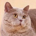 Anahata - British Shorthair Cattery