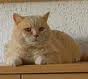 Anahata - British Shorthair Cattery