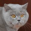 Anahata - British Shorthair Cattery