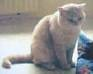 Anahata - British Shorthair Cattery