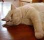 Anahata - British Shorthair Cattery