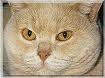 Anahata - British Shorthair Cattery