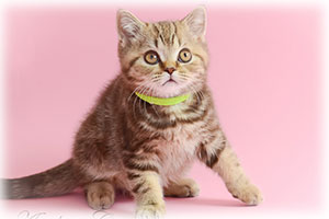 Anahata - British Shorthair Cattery and British Shorthair Kittens