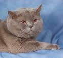 Anahata - British Shorthair Cattery