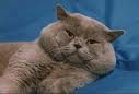 Anahata - British Shorthair Cattery