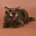Anahata - British Shorthair Cattery