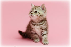 Anahata - British Shorthair Cattery and British Shorthair Kittens