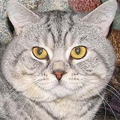 Anahata - British Shorthair Cattery