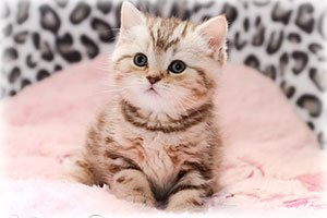 Anahata - British Shorthair Cattery and British Shorthair Kittens