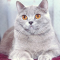Anahata - British Shorthair Cattery