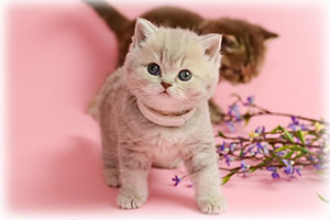 Anahata - British Shorthair Cattery and British Shorthair Kittens