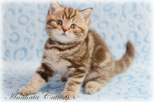 Anahata - British Shorthair Cattery and British Shorthair Kittens