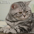Anahata - British Shorthair Cattery
