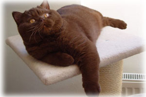 Anahata - British Shorthair Cattery