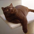 Anahata - British Shorthair Cattery