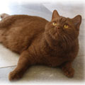 Anahata - British Shorthair Cattery