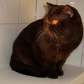 Anahata - British Shorthair Cattery