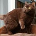 Anahata - British Shorthair Cattery