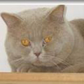 Anahata - British Shorthair Cattery