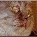 Anahata - British Shorthair Cattery