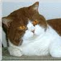 Anahata - British Shorthair Cattery