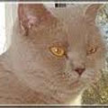 Anahata - British Shorthair Cattery