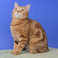 Anahata - British Shorthair Cattery