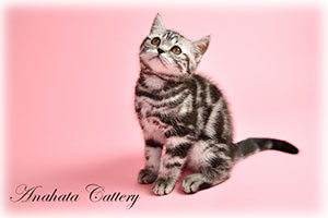 Anahata - British Shorthair Cattery and British Shorthair Kittens