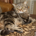 Anahata - British Shorthair Cattery