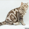 Anahata - British Shorthair Cattery