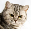 Anahata - British Shorthair Cattery