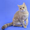 Anahata - British Shorthair Cattery