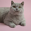 Anahata - British Shorthair Cattery