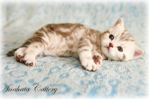 Anahata - British Shorthair Cattery and British Shorthair Kittens