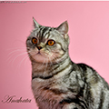Anahata - British Shorthair Cattery