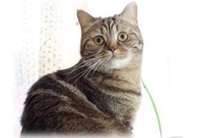 Anahata - British Shorthair Cattery